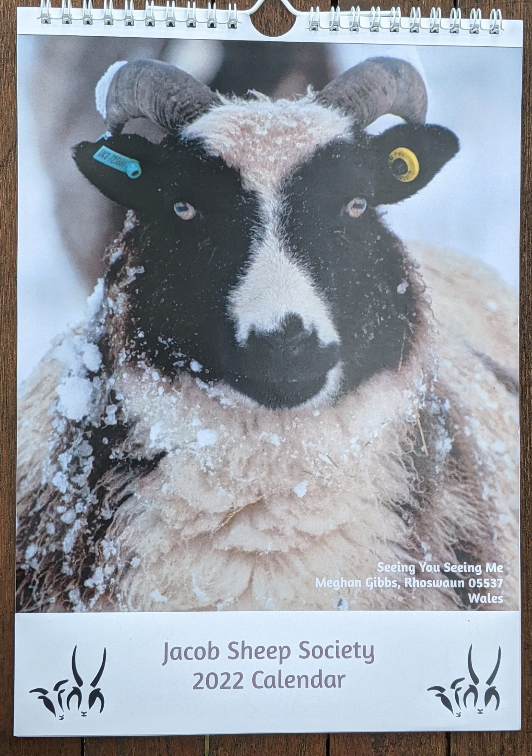 Jacob Sheep Society Calendar 2022 – Jacob Sheep Society Sales